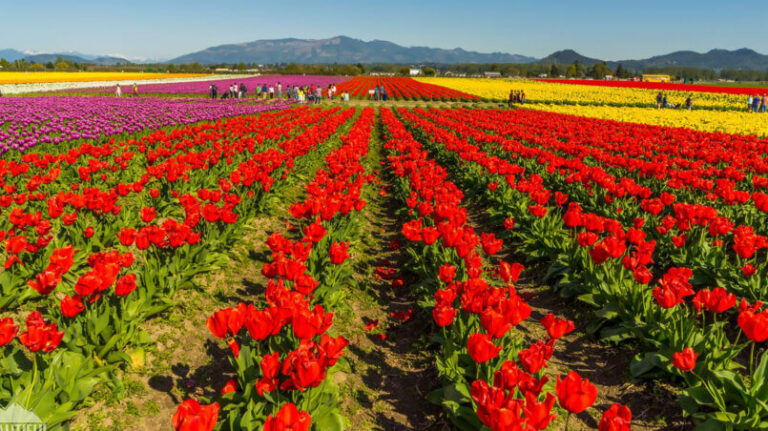 Valley of Roses