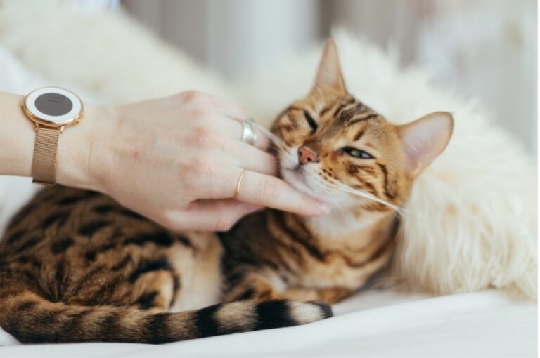 The Role of Veterinary Compounding in Pet Healthcare