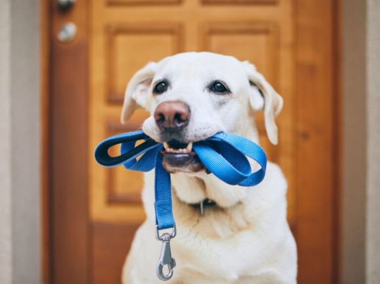 Why Dog Grooming and Training Could Be Your Next Career Move